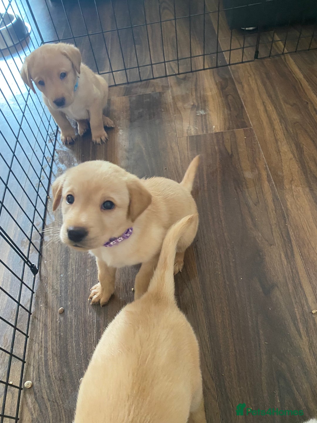 Labrador Retriever dogs for sale: Pedigree labradors  - Image 8