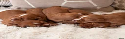 Cocker Spaniel dogs for sale: ** DARK RED , KC REG , WORKING COCKER PUPS ** - Advert 1