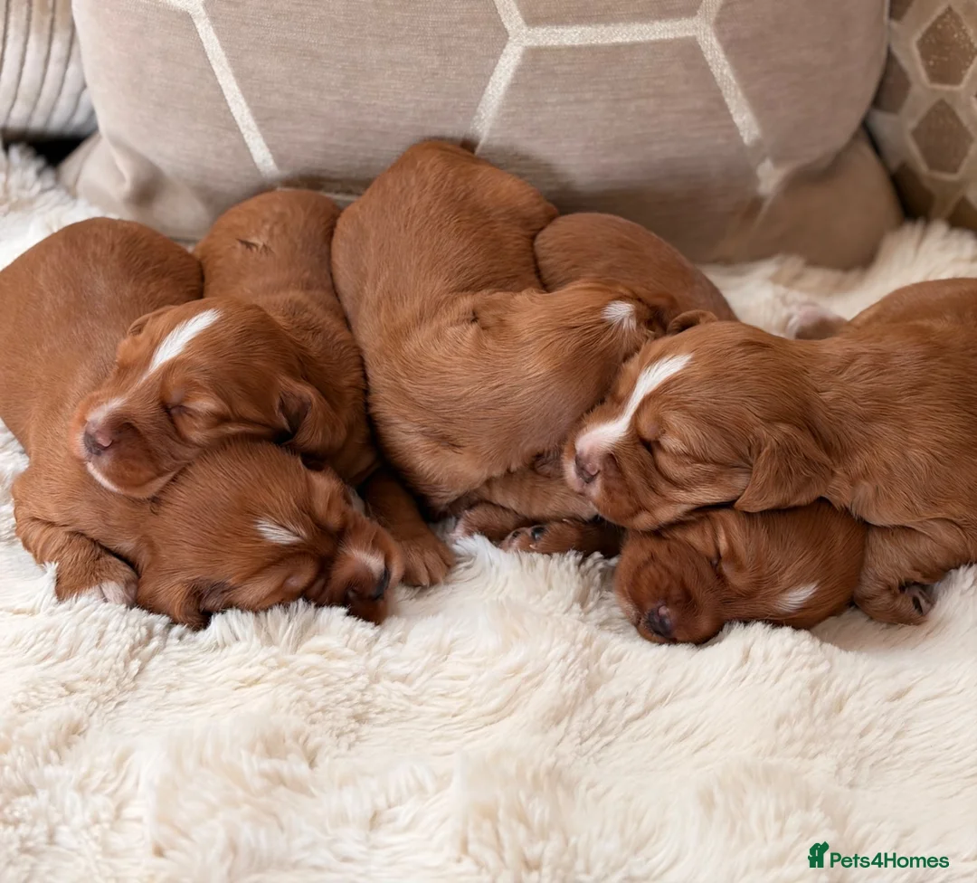 Cocker Spaniel dogs for sale: ** DARK RED , KC REG , WORKING COCKER PUPS ** - Advert 1