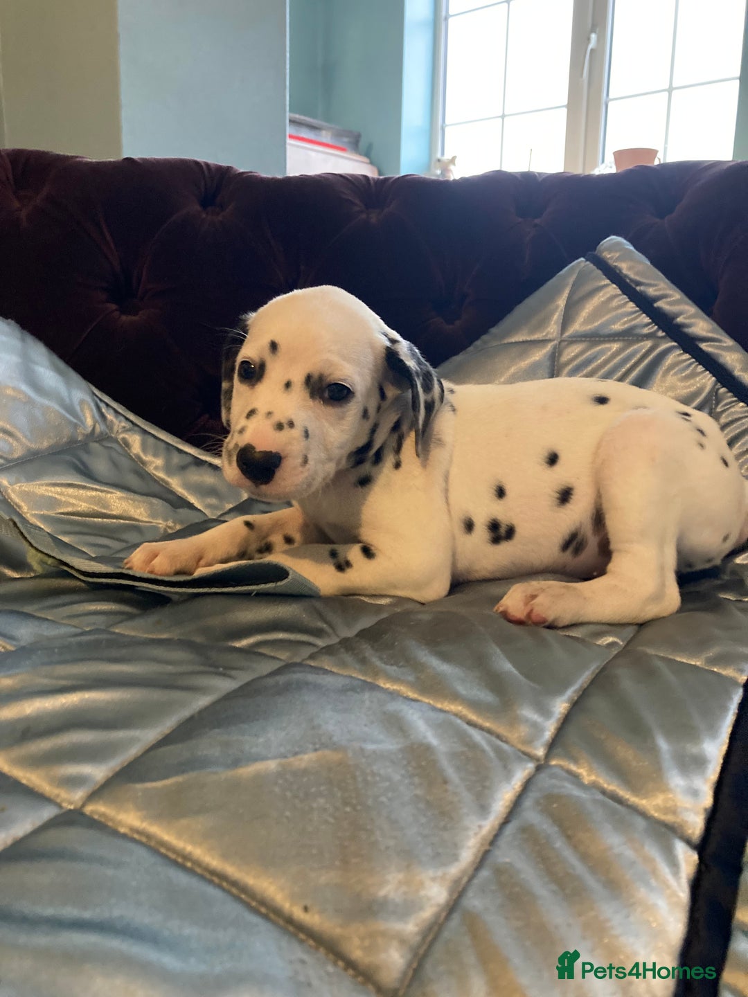 Dalmatian dogs for sale: Dalmation puppies  - Advert 2