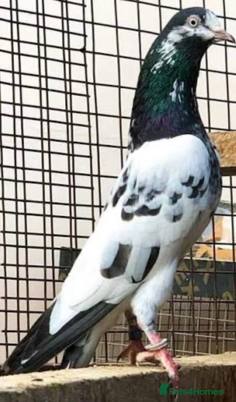 Pigeons birds Pakistani pigeon/high flyers  wanted  - Advert 8