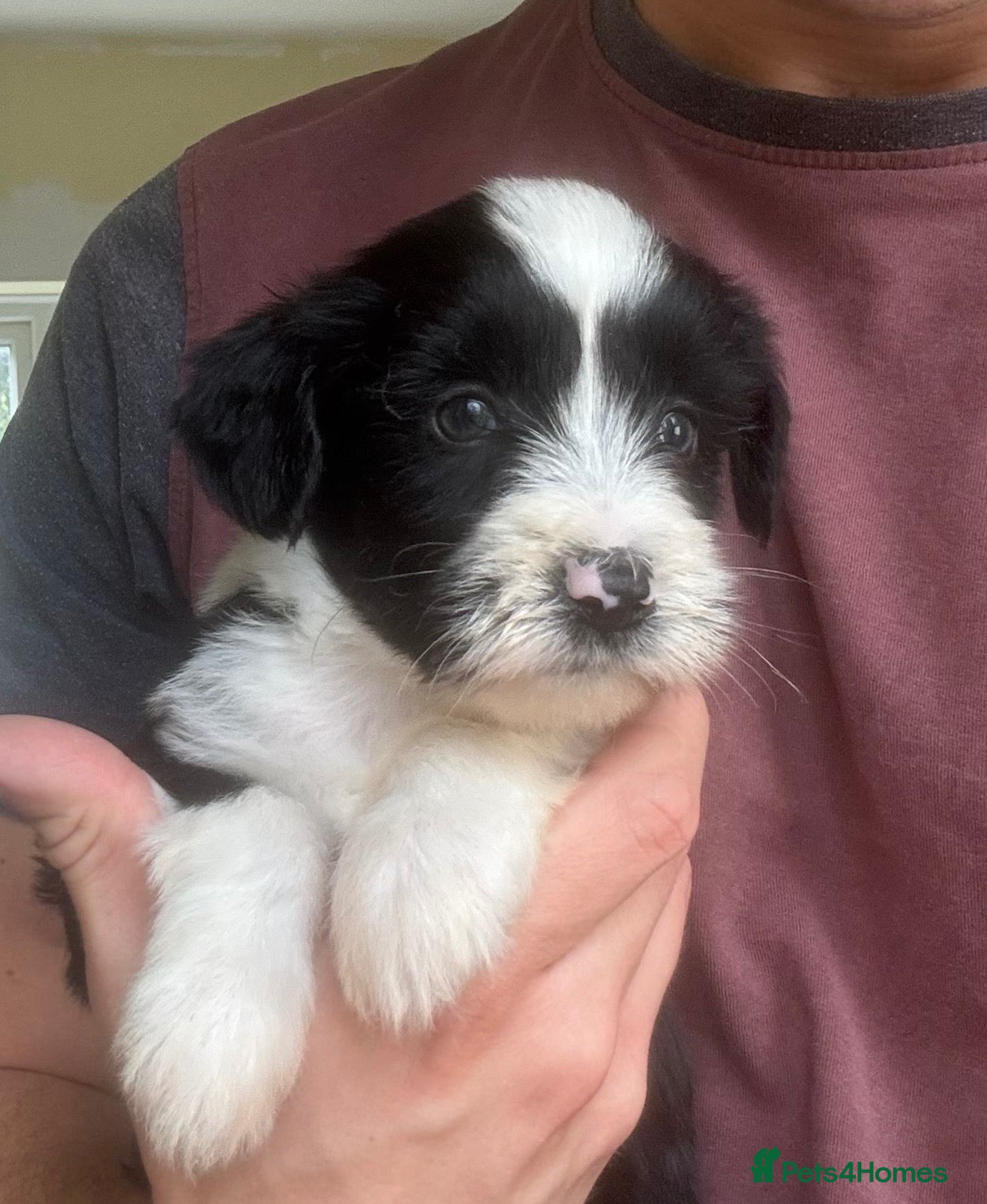 Tibetan Terrier dogs Beautiful KC reg Tibetan terrier puppies  - Advert 1