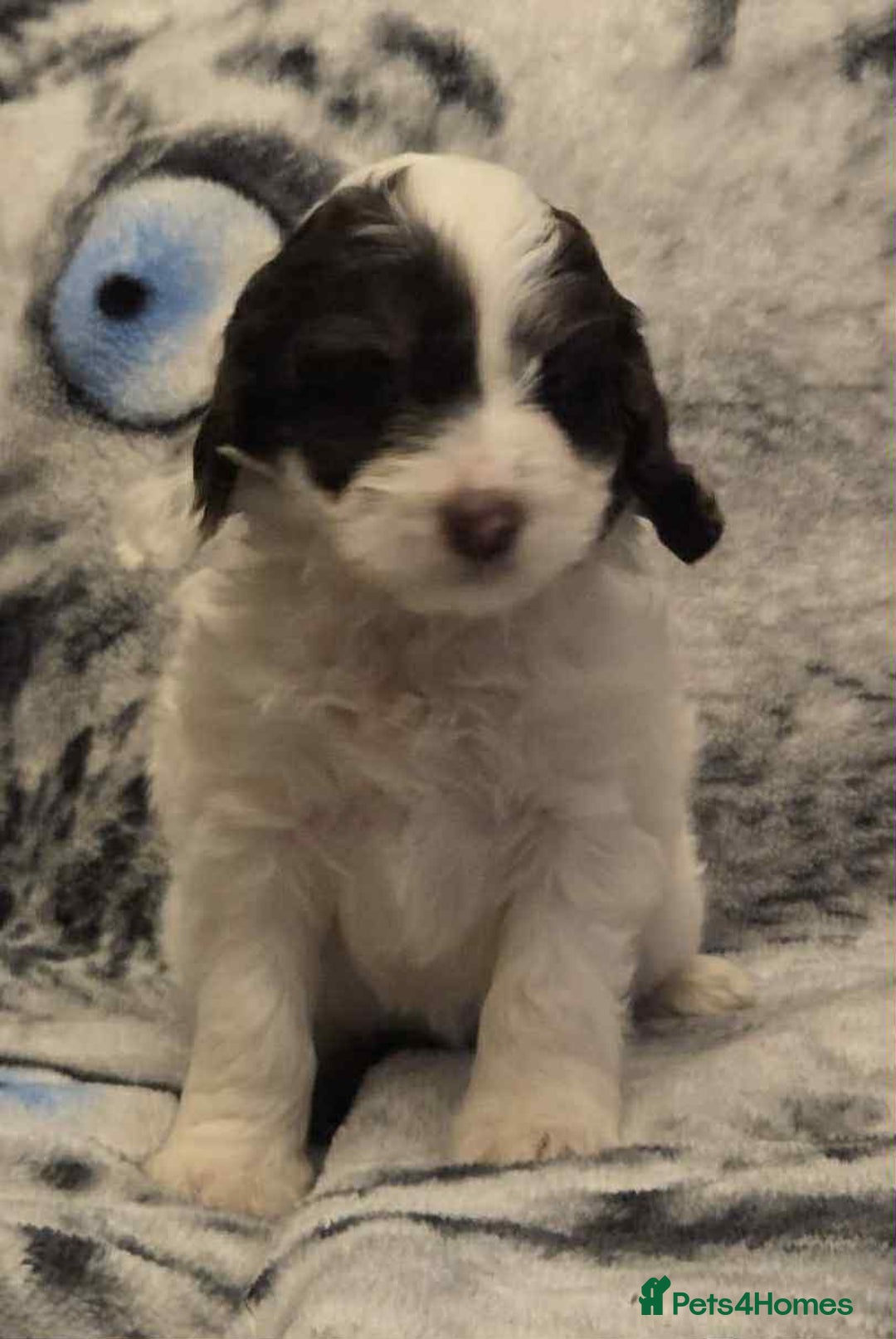 Cockapoo dogs for sale: F1 Merle cockerpoo  - Advert 13