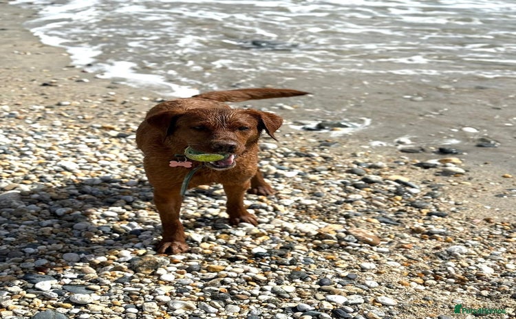 Labrador Retriever dogs - Advert 11