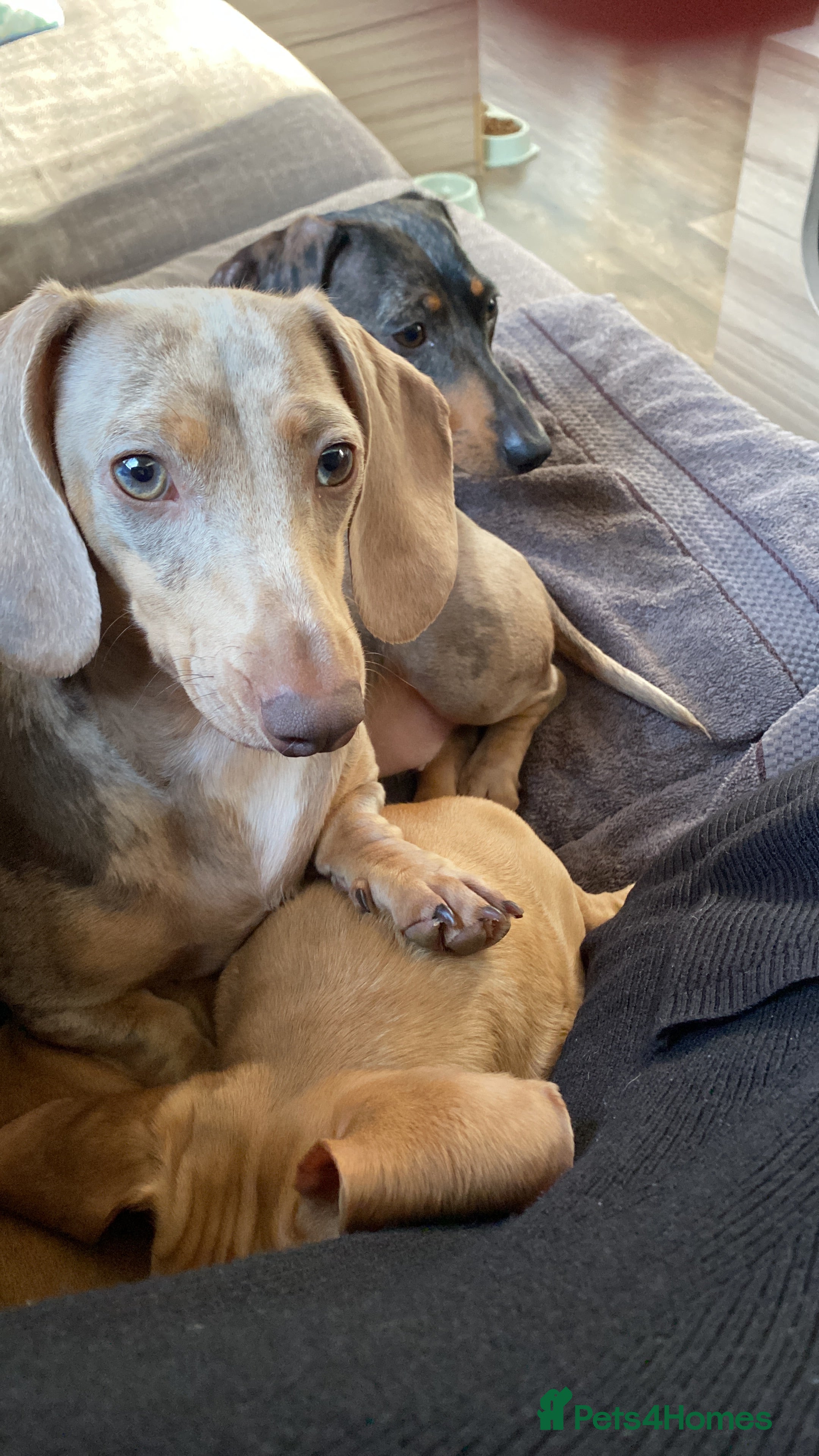 Dachshund dogs Piebald dachshund  - Advert 17