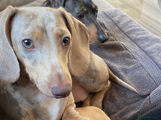 Dachshund dogs Piebald dachshund - Advert 17