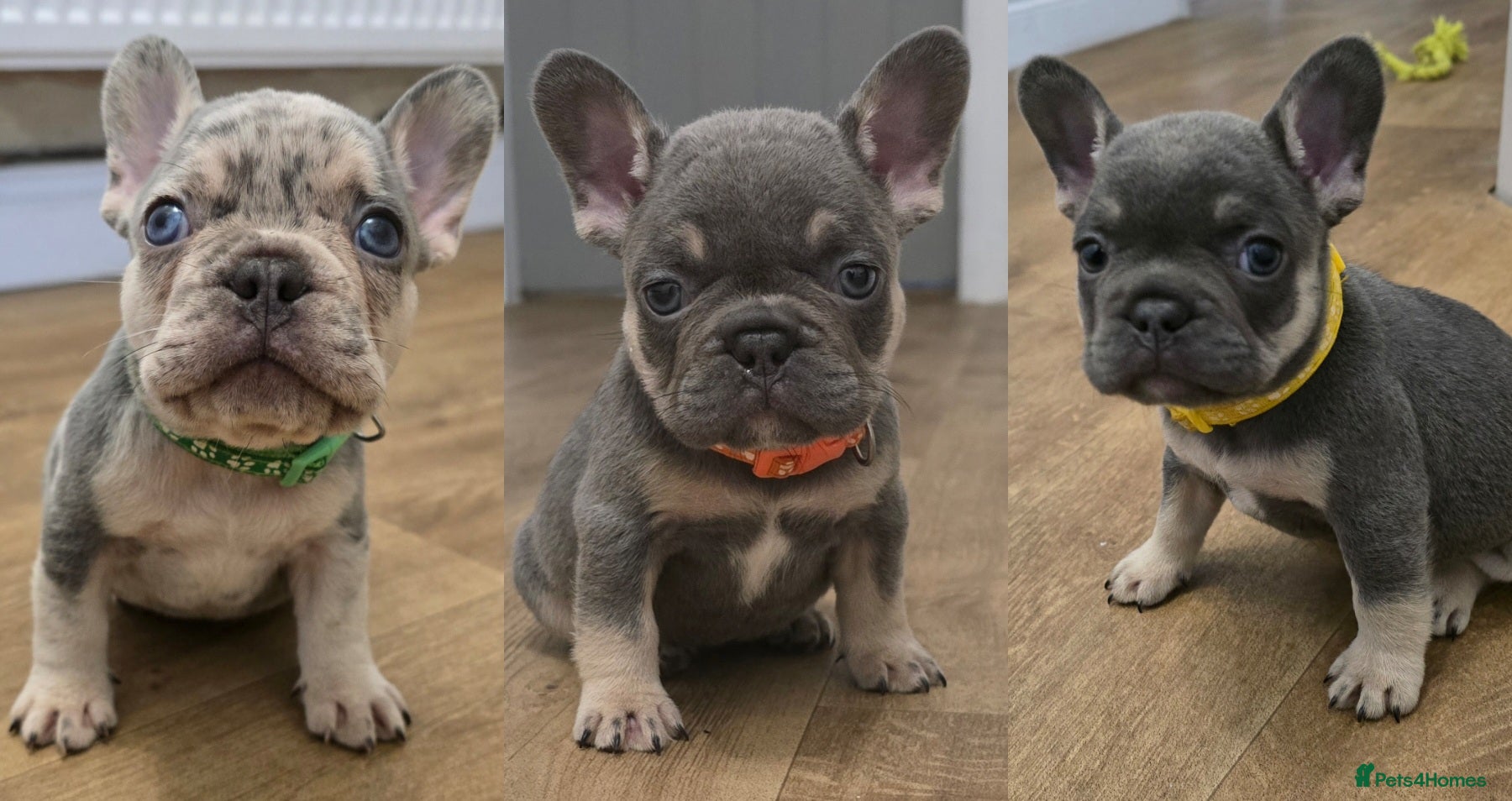 French Bulldog dogs Chunky Frenchie Puppies  - Advert 4