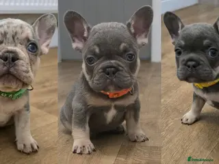 French Bulldog dogs Chunky Frenchie Puppies - Advert 4