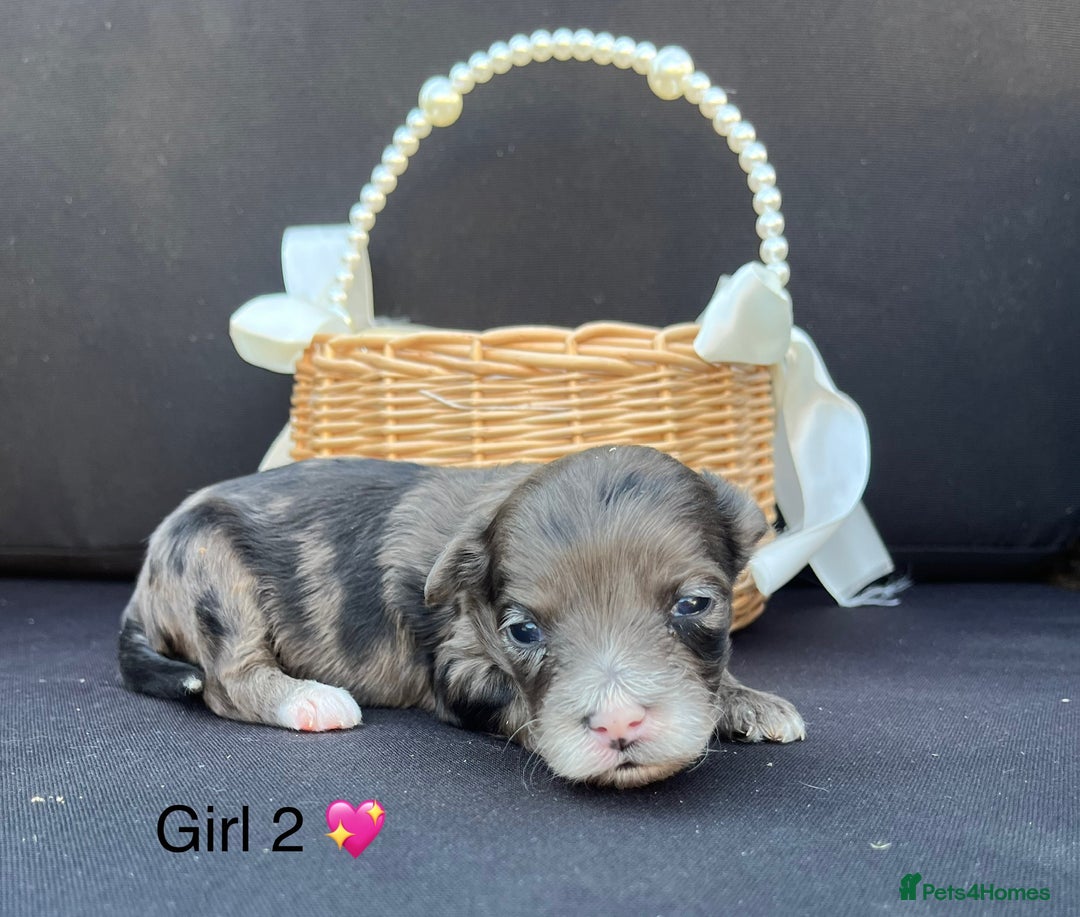 Cockapoo dogs for sale: Stunning F1b Cockapoo puppy’s  - Image 7