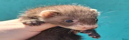 Ferret rodents for sale: Full and Semi angora kits  - Advert 5