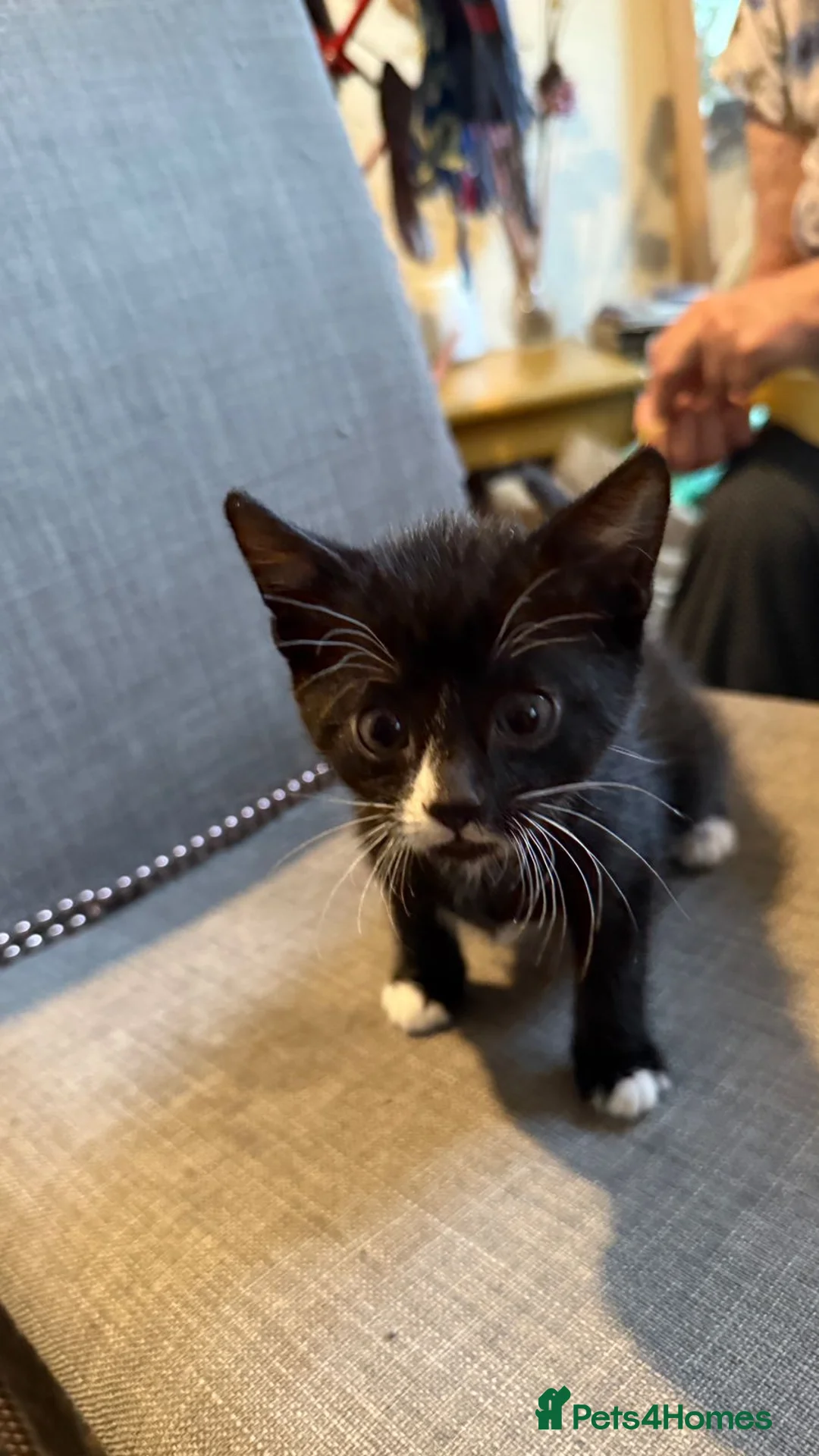 Mixed Breed cats for sale: 5 Adorable Kittens – Ready Soon for Loving Homes in London - Advert 18