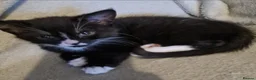 Mixed Breed cats for sale: Female kitten - Advert 6