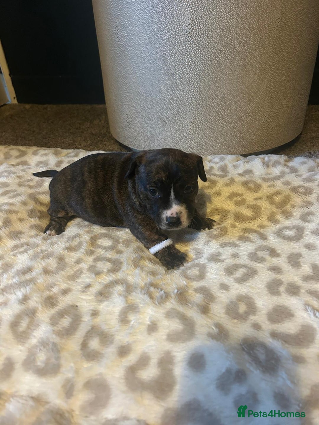 Mixed Breed dogs for sale: Jackastaff - Advert 15