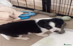 Border Collie dogs for sale: Border Collies for sale - Image 39