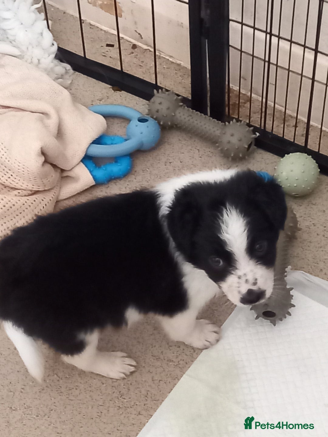 Border Collie dogs for sale: Border Collies for sale - Image 39