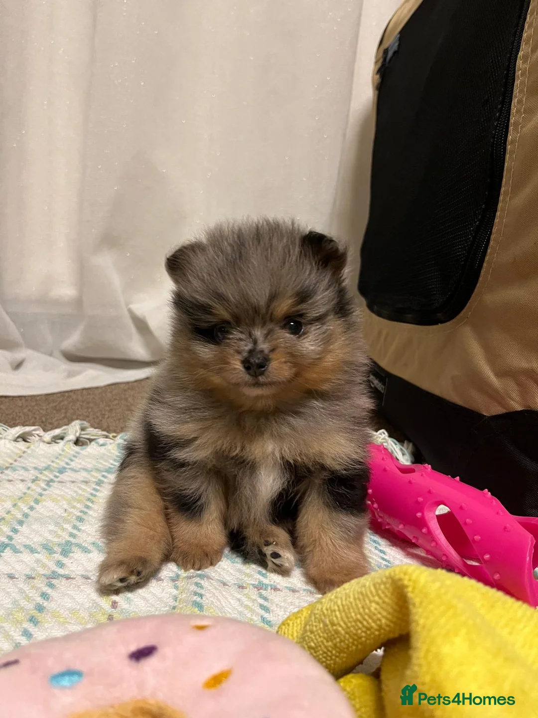 Pomeranian dogs for sale: Tiny cute blue merle Pomeranian boys in Blackpool - Advert 2