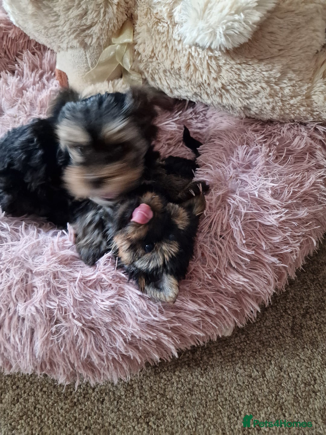 Yorkshire Terrier dogs for sale: Hello we got 2gorgeous puppies for sale - Advert 13