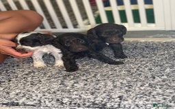 Cockapoo dogs for sale: Ready to leave Minature F1 PRA clear cockapoo pups - Image 2