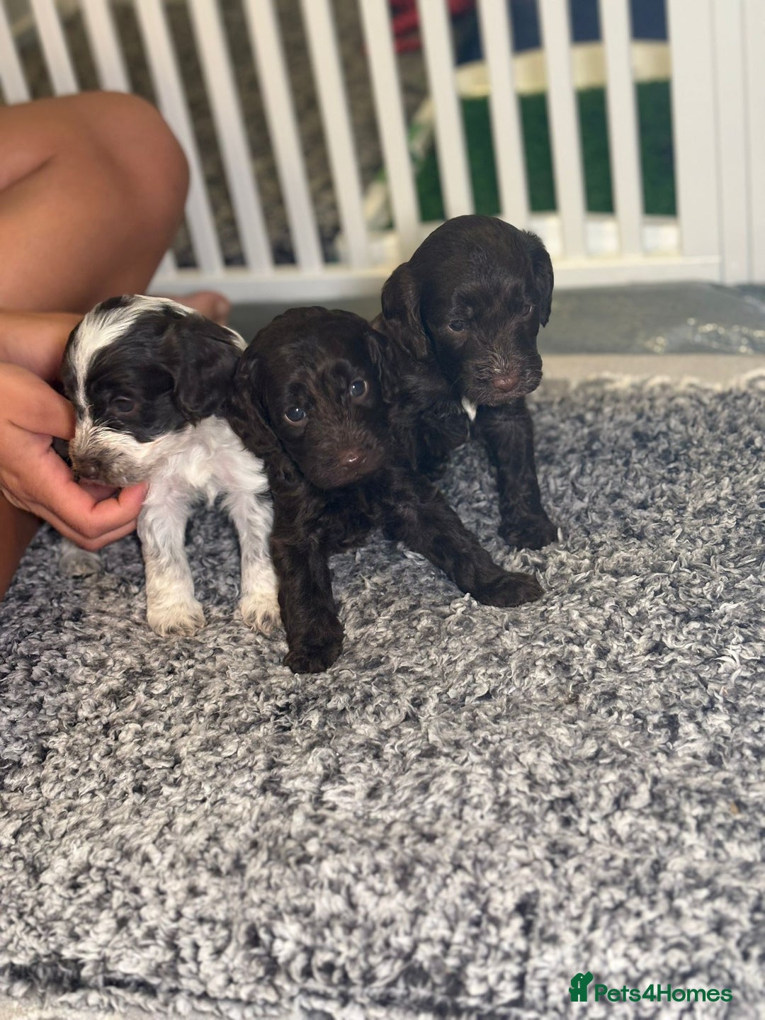 Cockapoo dogs for sale: Ready to leave Minature F1 PRA clear cockapoo pups - Image 2