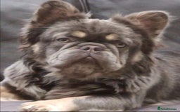 French Bulldog dogs for sale: ⭐ 4 available French bulldogs carrying L4 ⭐️ - Image 13