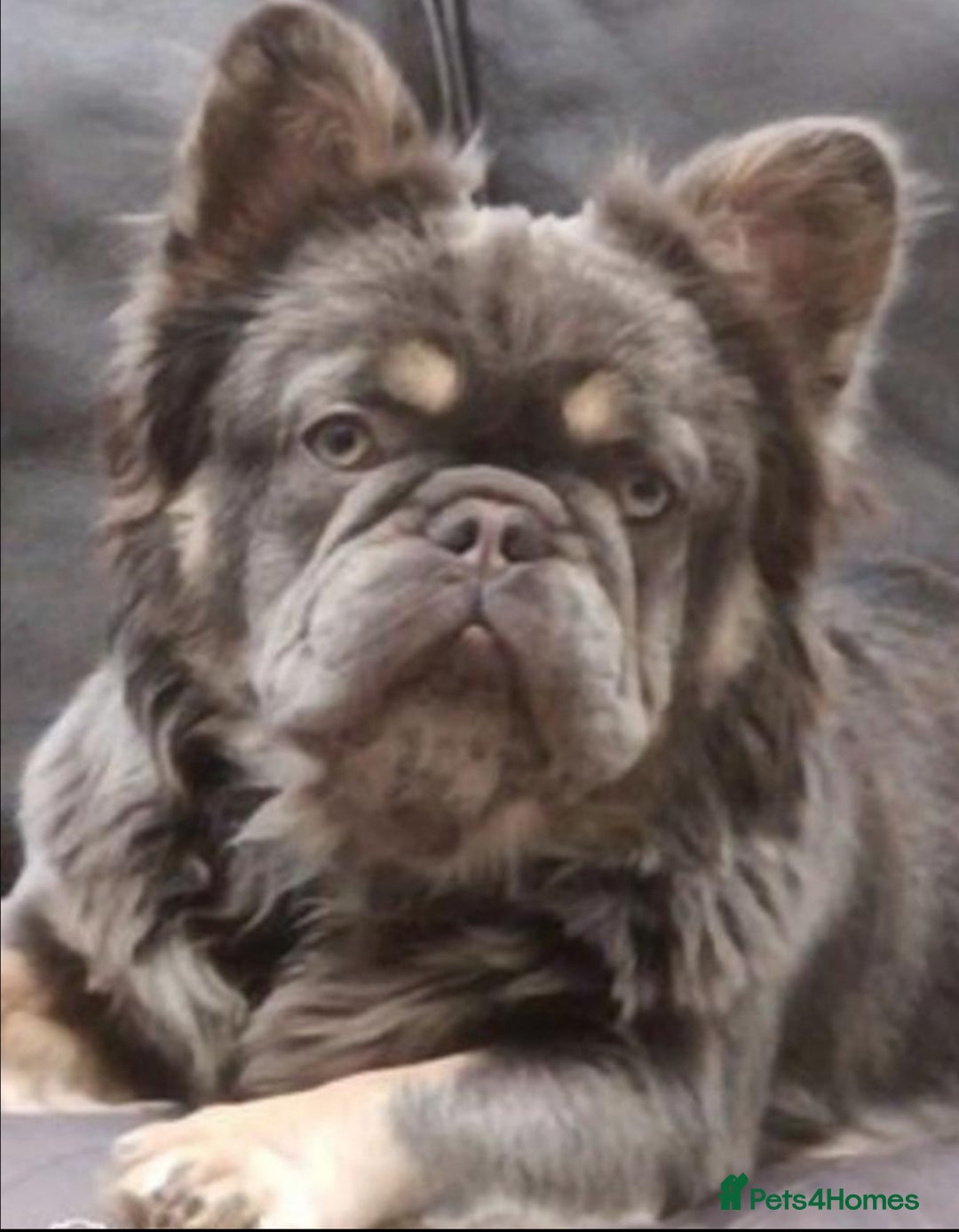 French Bulldog dogs for sale: ⭐ 4 available French bulldogs carrying L4 ⭐️ - Image 13