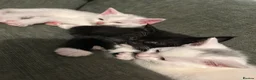 Mixed Breed cats for sale: Adorable litter of kittens  - Advert 38