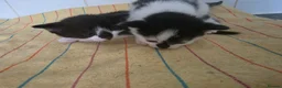 Domestic Shorthair cats for sale: Kittens for sale  - Advert 5