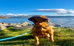 Labrador Retriever dogs for sale: KC Registered Fox Red Labrador Puppies - Image 12