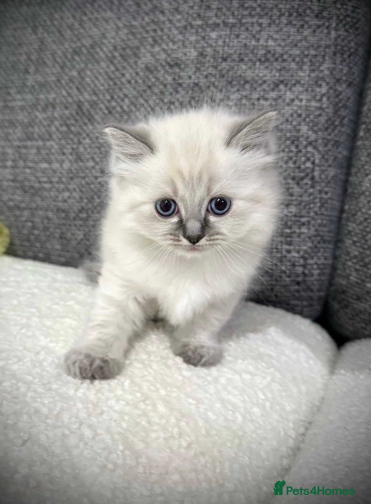 Ragdoll cats LAST 2 GIRLS REMAINING! Beautiful Ragdolls - Advert 1