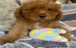 Cockapoo dogs for sale: Stunning fox red cockapoo puppies PRA clear  - Image 9