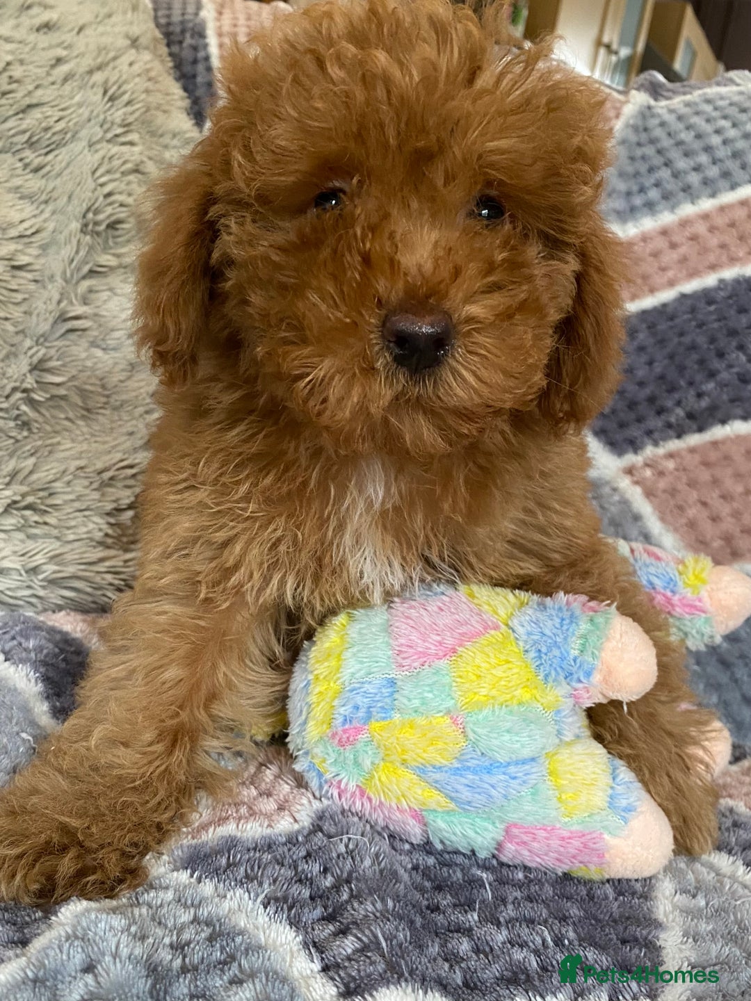 Cockapoo dogs for sale: Stunning fox red cockapoo puppies PRA clear  - Image 9