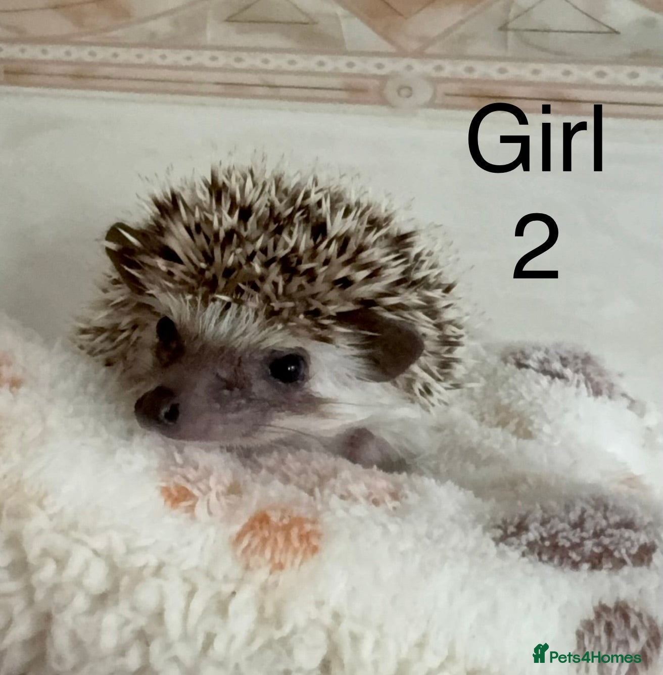 Pygmy Hedgehog rodents Baby Pygmy hedgehogs for sale  - Advert 1