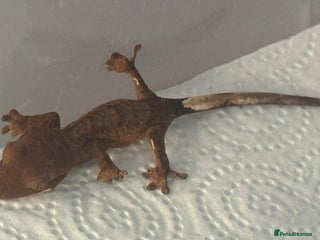Gecko reptiles for sale: Baby Crested Geckos - Advert 1