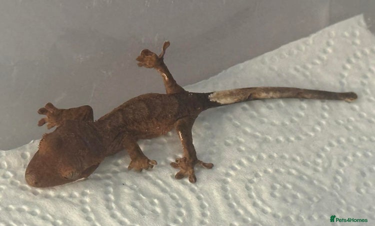 Gecko reptiles Baby Crested Geckos - Advert 2