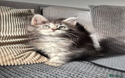 Maine Coon cats for sale: Maine coon kittens POLYDACTYL FEMALES  - Image 9