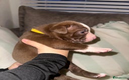 Mixed Breed dogs for sale: Olde English Bulldogge/Staffy bull Collie mix - Image 33