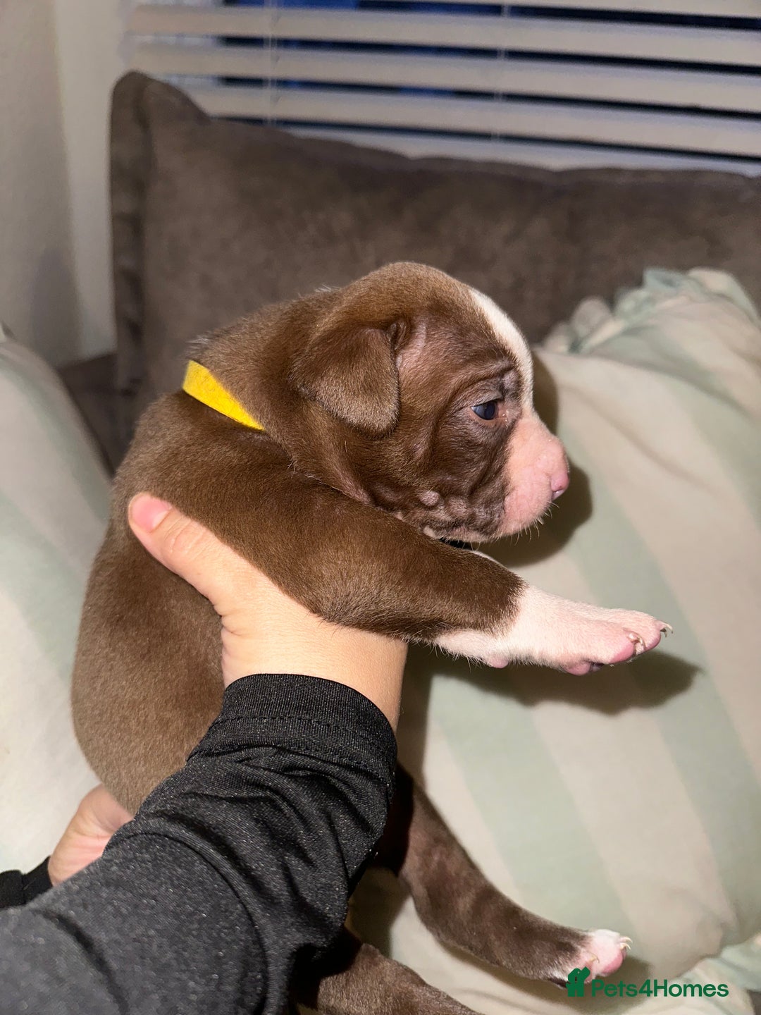 Mixed Breed dogs for sale: Olde English Bulldogge/Staffy bull Collie mix - Image 33