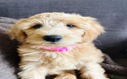 Labradoodle dogs for sale:  Adorable 🥰 Miniature Labradoodle Puppies F2B  - Image 27