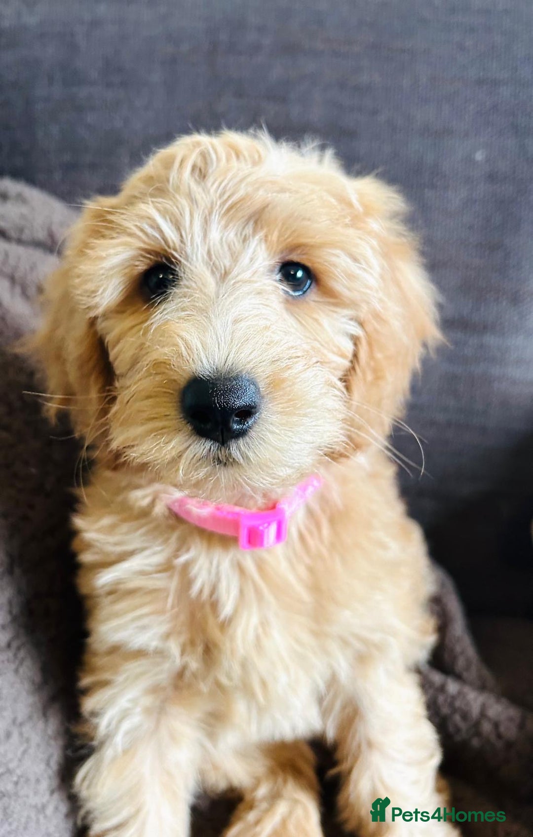 Labradoodle dogs for sale:  Adorable 🥰 Miniature Labradoodle Puppies F2B  - Image 27