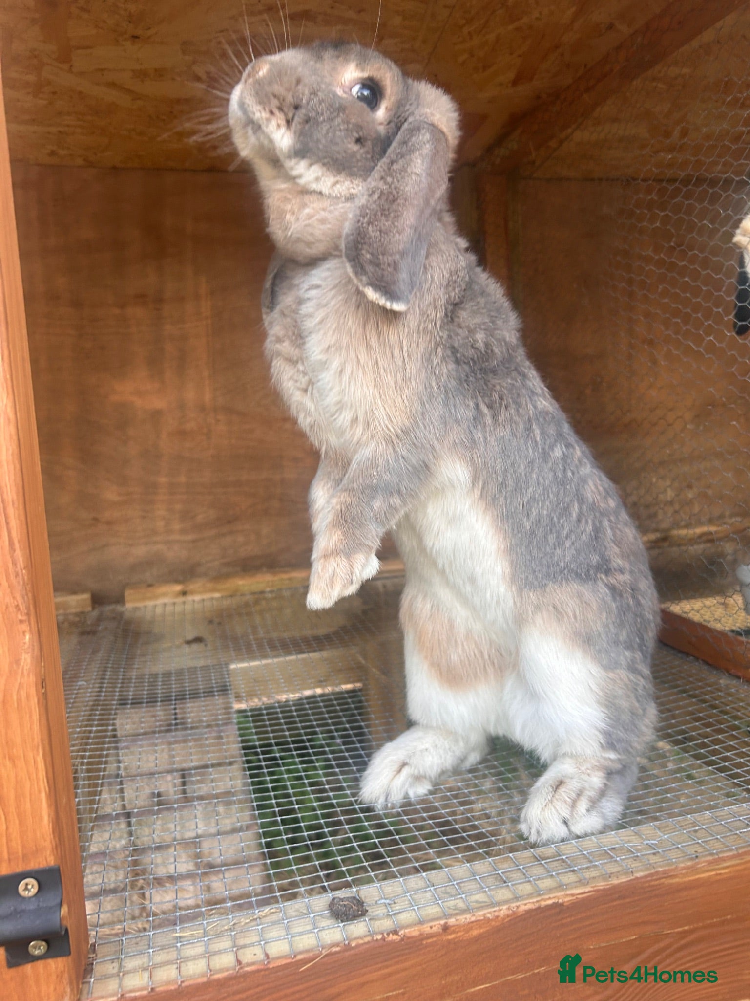 French Lop rabbits French lop - Advert 1