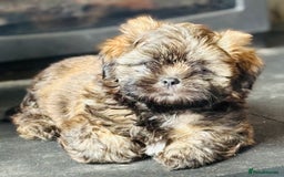 Shih Tzu dogs for sale: Pretty kc reg shih tzu puppy girl  - Image 1