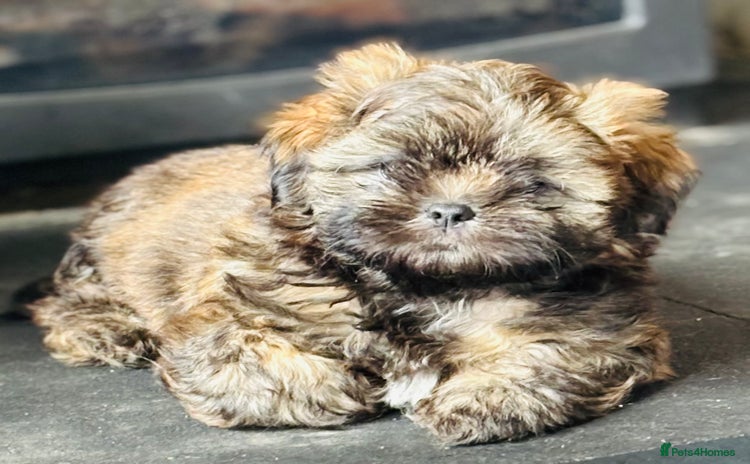 Shih Tzu dogs - Advert 1