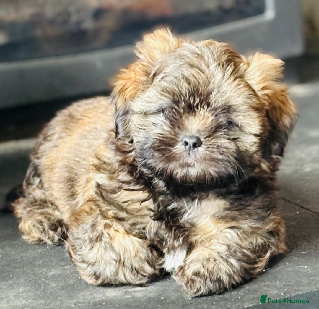 Shih Tzu dogs for sale: Pretty kc reg shih tzu puppy girl  - Image 1