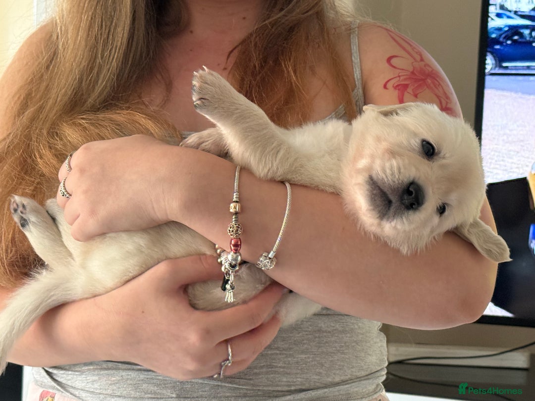 Golden Retriever dogs for sale: Golden Retriever Puppies 4 boys & 3 girls  - Image 4