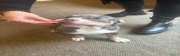 American Bully dogs for sale: Blue & lilac tri pocket bully’s  - Advert 17