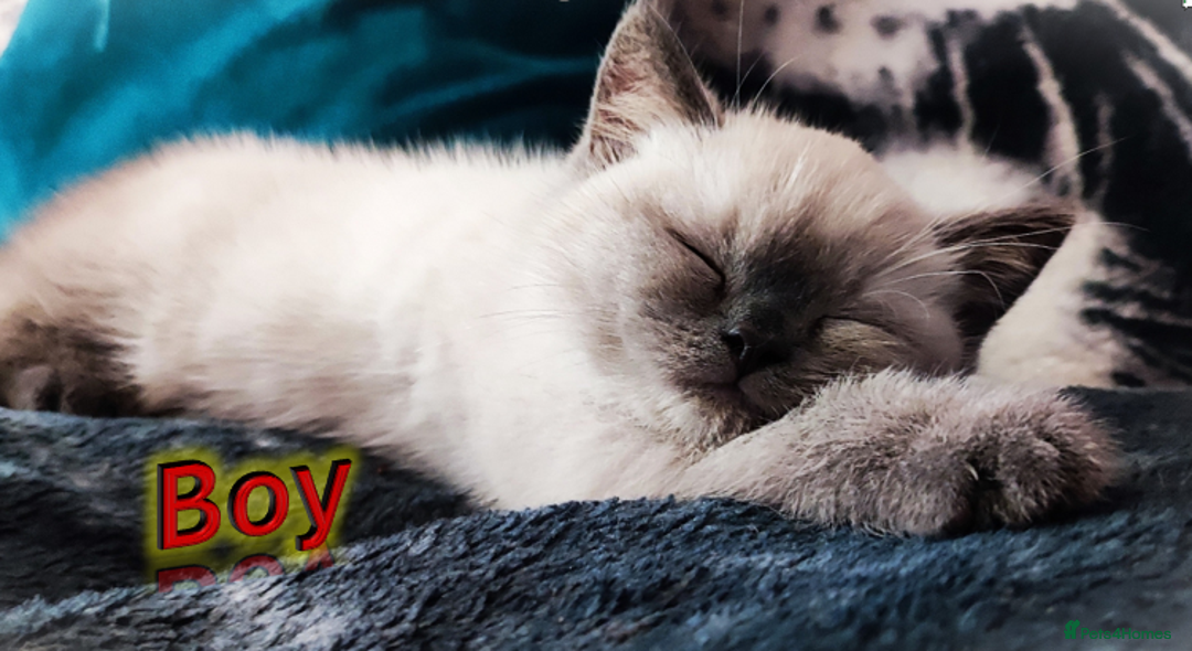 British Shorthair cats for sale: BSH Kittens Ready For New Homes Now - Image 7