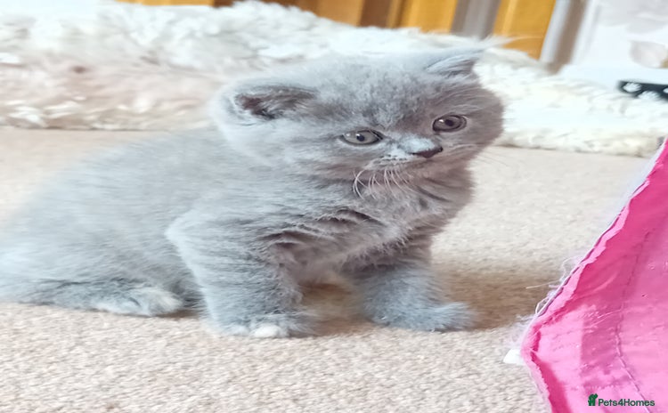 British Shorthair cats - Advert 2