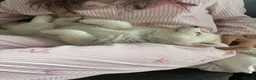 Pomsky dogs for sale: Last 1 now reduced 🩷  F3 real pomsky puppies  - Advert 16