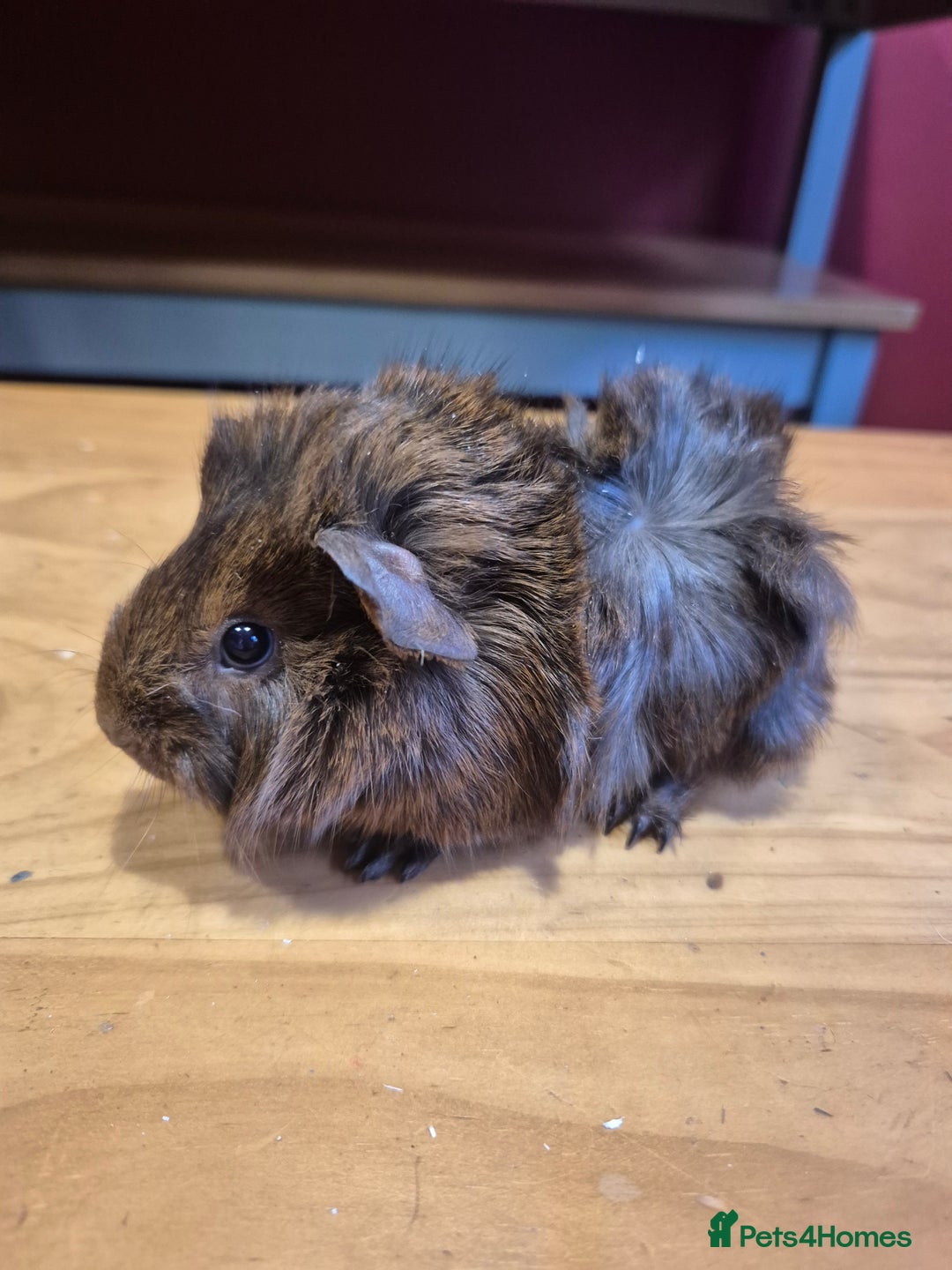 Guinea Pig rodents for sale: Male guinea pigs  - Advert 3