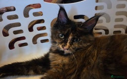 Maine Coon cats for sale: TICA reg Maine coon kittens 1 female left - Image 11